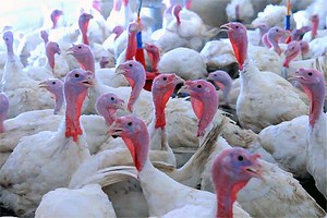 Крупнейший производитель индейки уничтожит 10% поголовья из-за птичьего гриппа