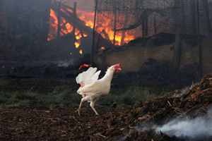На птицефабрике во Львовской области из-за пожара погибло почти 20 тысяч голов птицы На птицефабрике во Львовской области из-за пожара погибло почти 20 тысяч голов птицы