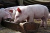 В двух районах Волгоградской области введен режим ЧС из-за чумы свиней