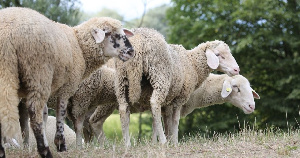 В Тверской области разразилась эпидемия оспы мелкого рогатого скота