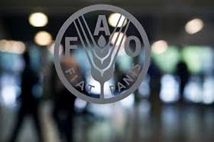  ФАО: к 2050 году производство продуктов питания нужно увеличить на 60%