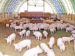 Власти просят передать «Пермский свинокомплекс» в краевую собственность
