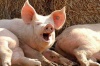 Три свиноводческих предприятия Тульской области не выдержали проверку качества