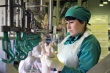 Репортаж с птицефабрики: куриные тушки и колбасы Рефтинской