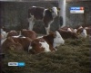 Тульские фермеры получили деньги на развитие животноводства