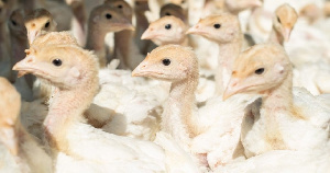 Башкирия: ПК «Урал» вывел производство индейки на проектную мощность