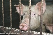 Безопасная свинина