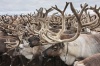 Санта не успеет к детям. К Новому году на Ямале забьют 50 тысяч оленей