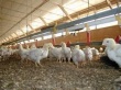 В Нижней Саксонии из-за птичьего гриппа будут уничтожены 20 000 птиц