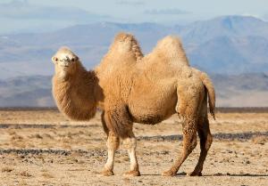 В Алма-Ате открылся мини-завод по производству консервов из верблюжьего мяса