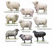 В Кемеровской области вывели новую породу "морозостойких" овец