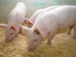 Игры генетиков: свиней можно выращивать быстрее и экологичнее