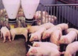 Обзор европейского свиного рынка: Немецкие компании спровоцировали падение цен