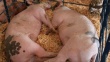 Свиней в Приамурье впервые за пять лет привили от ящура
