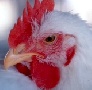 В 1 полугодии 2012 г. производство мяса птицы вырастет на 100 тыс. тонн