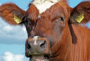 Алтай республика: Закупочные цены на мясо с высокогорья могут вырасти