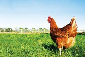 Эксперты предупредили россиян о риске остаться без дешевого и питательного мяса курицы
