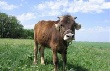 На Орловщине увеличены ставки субсидий на поддержку племенного животноводства