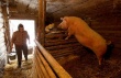 Фермеры России встают на защиту "мелкого" свиноводства