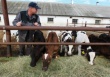 Омск: Владельцам личных подворий временно разрешили проводить убой скота в своих дворах
