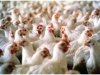 В Россию ограничен ввоз немецкой птицы из-за вспышки «птичьего гриппа»