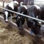 В Саратовской области стали производить больше мясо-молочной продукции