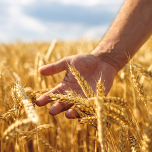 ООН: мировое сельхозпроизводство должно вырасти на 60% для обеспечения спроса в 2050 году