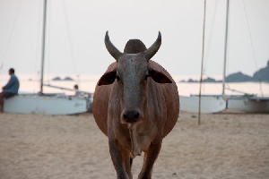 До 10 лет тюрьмы получат продавцы говядины в двух индийских штатах