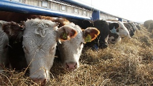 В Амурской области появится племенное хозяйство