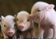 Свиноводство вырастет на 1 млн тонн