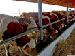 Прирост крупного рогатого скота мясного направления в Подмосковье составил 40%