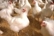На рынке реализации охлажденного и замороженного мяса кур нет монополии