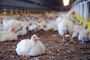 На ОАО «Птицефабрика «Шекснинская» завершено конкурсное производство