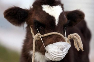 Россельхознадзор ввел временные ограничения на ввоз мяса крупного рогатого скота из Греции и Сербии 