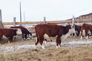 В хакасском селе вывели новый тип бычков герофордской породы
