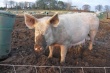 Семилукского фермера оштрафовали за создание летнего лагеря для свиней в водоохранной зоне