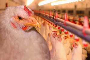 Узбекские птицефабрики внедряют новую инфосистему расчёта кормов