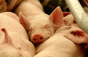 Китаю принадлежит почти половина объёма мирового производства свинины