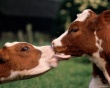 На Алтае планируют вложить миллиарды в производство высококачественной говядины