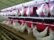 Цены ради сохранения рентабельности повышает "Ангарская птицефабрика" в Иркутской области