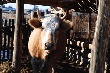Поголовье коров в Приамурье выросло до 100 тысяч Поголовье коров в Приамурье выросло до 100 тысяч