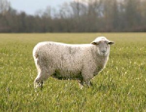 Из-за вспышки бруцеллеза в Сарапульском районе будет уничтожено целое поголовье овец