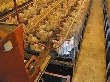 РФ в январе-августе месяцев увеличила импорт мяса птицы на 36%, до 317 тыс тонн - ФТС РФ в январе-августе месяцев увеличила импорт мяса птицы на 36%, до 317 тыс тонн - ФТС