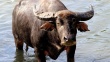 Россельхознадзор согласовал поставки в Россию мяса буйвола из Индии