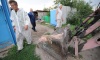 Управление ветеринарии Воронежской области: «Чтобы поставить заслон АЧС, нужно убрать подсобные хозяйства»