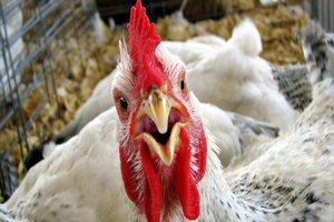Казахстан ввел ограничения на ввоз продукции российских птицефабрик 