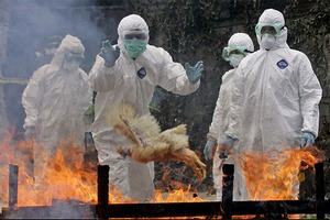 Тысячи птиц уничтожены на Тайване из-за птичьего гриппа