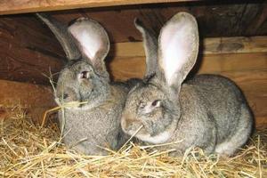 Разведение кроликов может стать альтернативой свиноводству