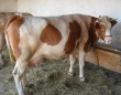 Крестьянам в Забайкалье перестали платить субсидии за сданный на мясокомбинаты скот