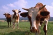 Вспышка оспы у крупного рогатого скота затронула все районы Нагорного Карабаха